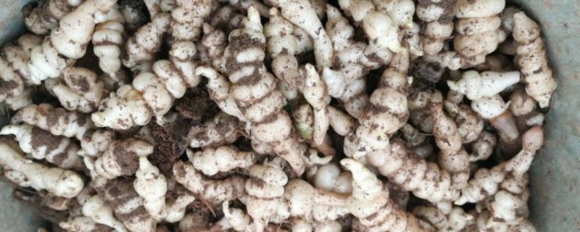 地溜子腌制技巧 腌制地溜子的技巧