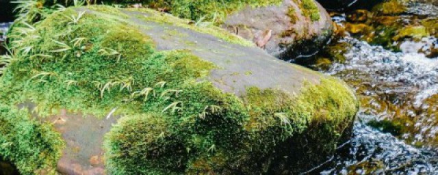 水管里的青苔怎样弄才可以弄掉 怎样才能清除水管里的青苔