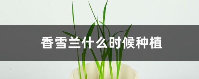 香雪兰几月种植 香雪兰什么时候种植