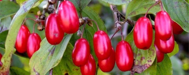 山茱萸别名 关于山茱萸的别名介绍