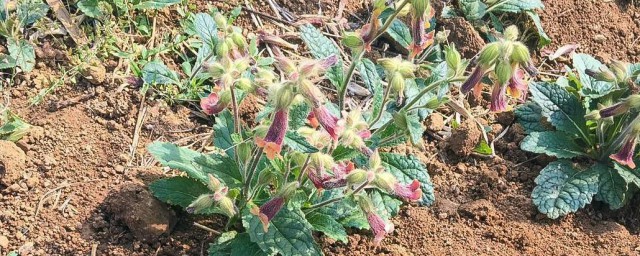 野生地黄草的功效 野生地黄草有什么用