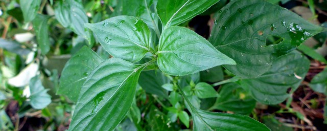 狗肝菜的功效与作用 狗肝菜有哪些功效