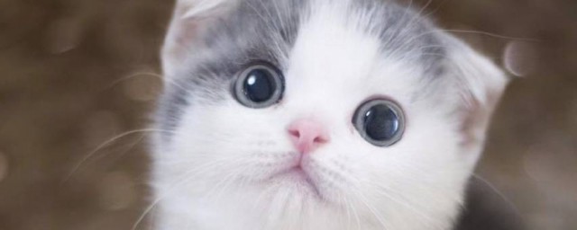 美国硬毛猫性格特征 美国硬毛猫性格特征简介