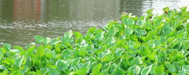 为什么水葫芦能漂浮在水面 水葫芦为什么能浮在水面上