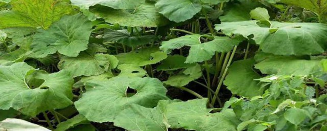 山露种植要领 山露种植方法介绍