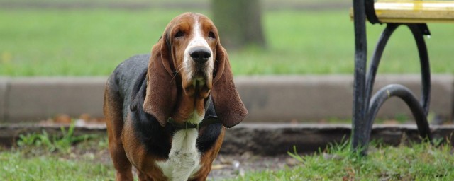 博伊金猎犬的寿命 博伊金猎犬能活多久