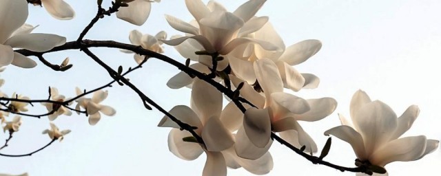 白玉兰耐寒吗 冬季白玉兰耐寒吗