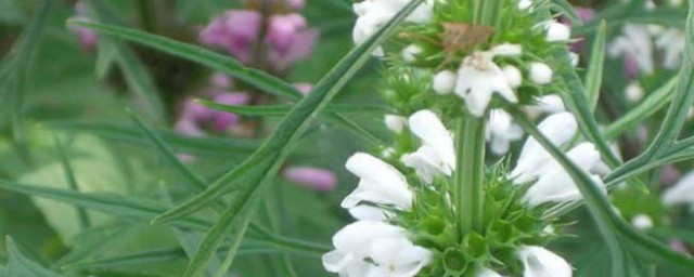 益母草别名 中药益母草还叫什么