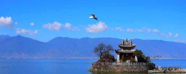 昆明喂海鸥的地方在哪 昆明哪里可以喂海鸥