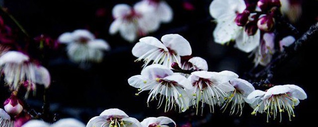 云南山梅花简介 山梅花简介