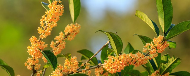 桂花什么品种最名贵 桂花哪个品种最名贵