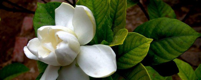 白花枝子花简介 白花枝子花是什么