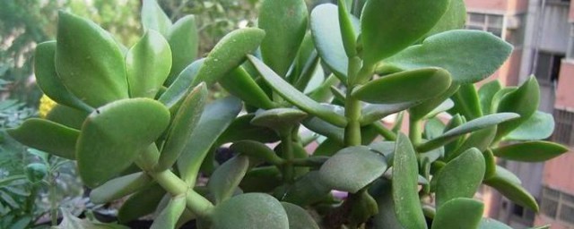 玉树种植技巧和技巧 玉树种植技巧和技巧简介