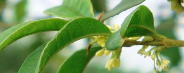 香桂叶树的种植要领 香桂叶树如何种植