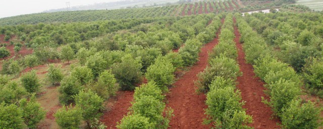 油茶栽培管理方法 油茶如何栽培