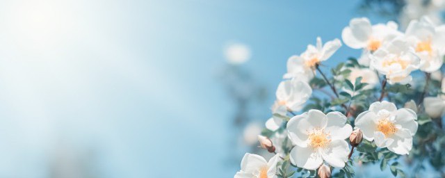 春天的六个节气是什么 春天的节气有哪些