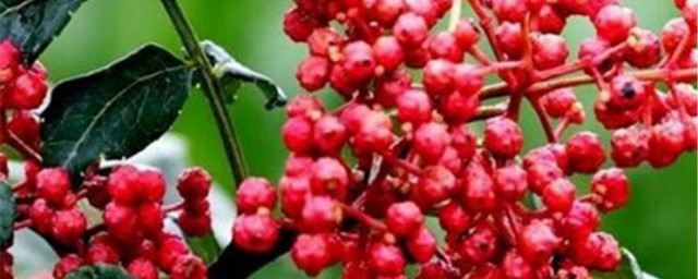 花椒树的修剪技巧大全 花椒树怎样修剪