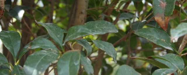 怎么做桂花树肥料 桂花树肥料做法