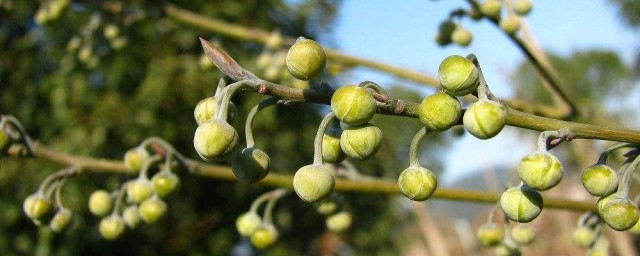 山胡椒油怎样使用 山胡椒油怎样使用