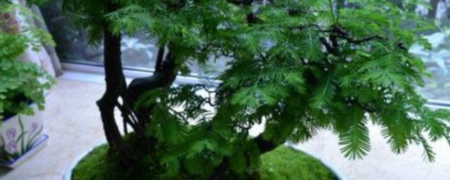 水杉盆景摆放方式 水杉盆景摆放有什么讲究