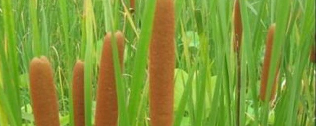 香蒲种植办法及功效 香蒲种植方式及功效详细说明