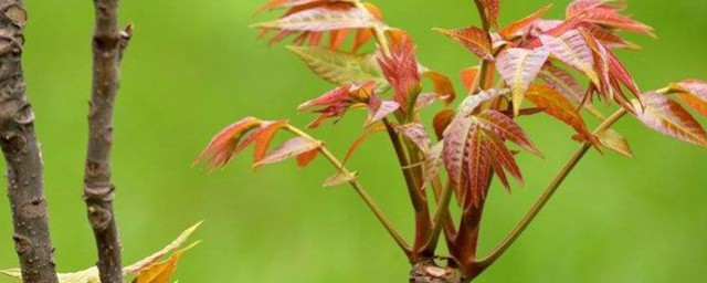 香椿芽什么时候采摘 香椿芽的介绍