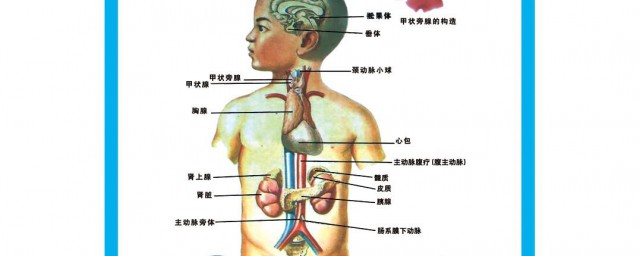 五藏六府指哪些 五藏六府指什么