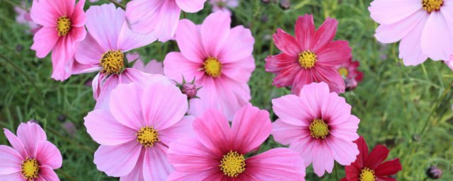 波斯菊叶子生虫怎样解决 波斯菊的叶子长虫了应该怎样防治