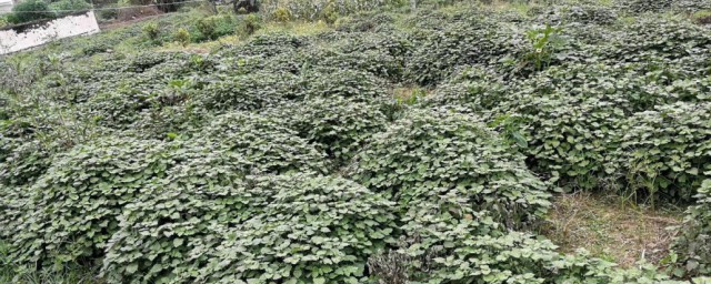 广藿香最佳种植技巧 广藿香要怎样种植