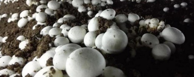 双孢菇的营养价值 双孢菇的营养价值与功效