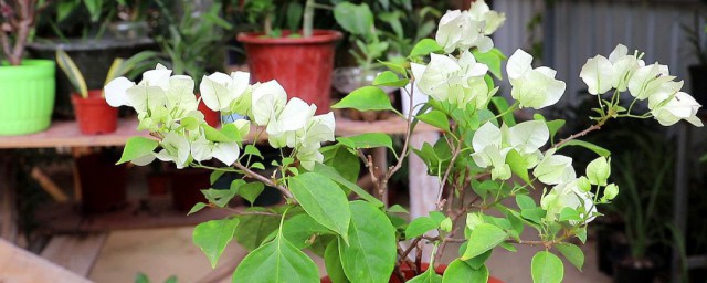 花发育成果实的四个步骤 植物要结出果实经历的步骤