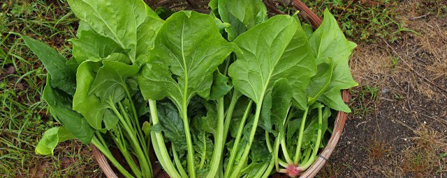 烧菠菜怎样做 菠菜怎样烧菜好吃