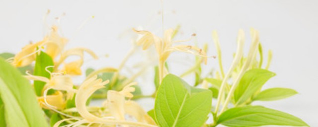 金银花的无土育苗技巧 金银花怎样育苗