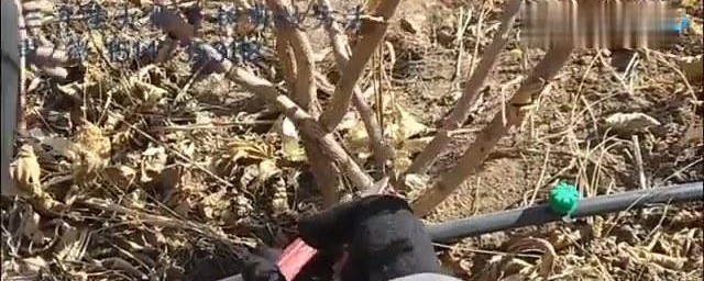 榛子修剪办法 修剪榛子的步骤