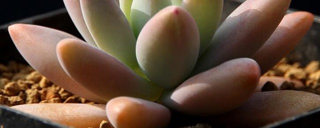 秋丽在室内的养殖技巧和注意事项 秋丽在室内的养殖技巧和注意事项简介