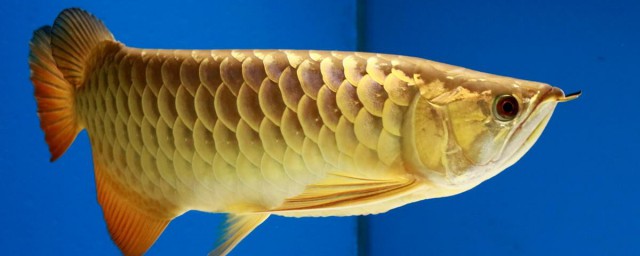 花手绢鱼去鳞技巧 简介花手绢鱼去鳞技巧