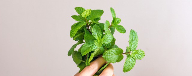 鲜薄荷叶能冷冻吗 能不能直接冷冻鲜薄荷叶