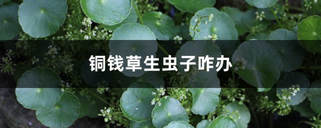 铜钱草生虫有效处理技巧 铜钱草生虫子咋办