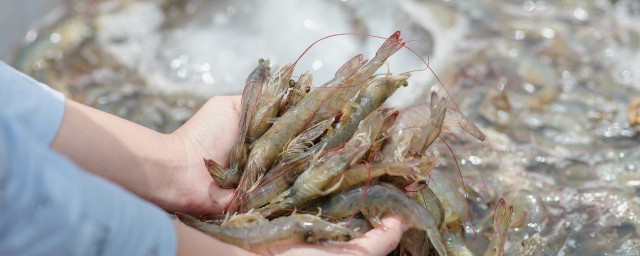 早上买的活虾保鲜晚上 怎样保存早上买的活虾