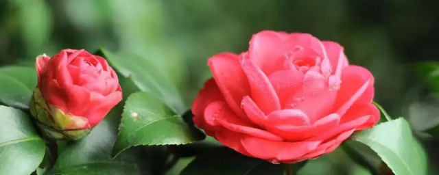 赞美茶花的句子 赞美茶花的句子有哪些