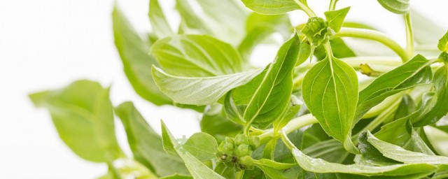 香草是什么调料 香草介绍