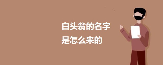 白头翁的名字是怎么来的 科普白头翁名字的由来