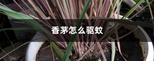 柠檬香茅草怎样做驱蚊草 香茅怎样驱蚊
