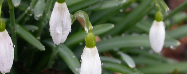 雪莲花的介绍 雪莲花的介绍