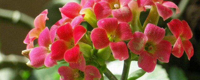 长寿花小苗怎样移栽好 怎样移栽长寿花