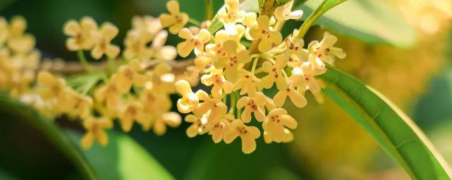 桂花夏季浇水技巧 桂花夏季怎样浇水