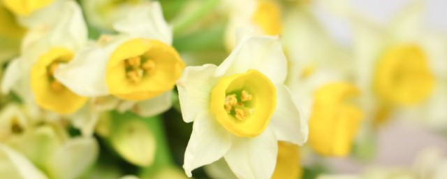 水仙花冬季水培养殖要领 水仙花怎么养殖