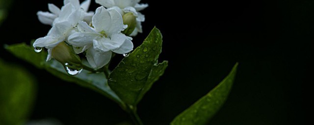 茉莉的药用价值 茉莉用途