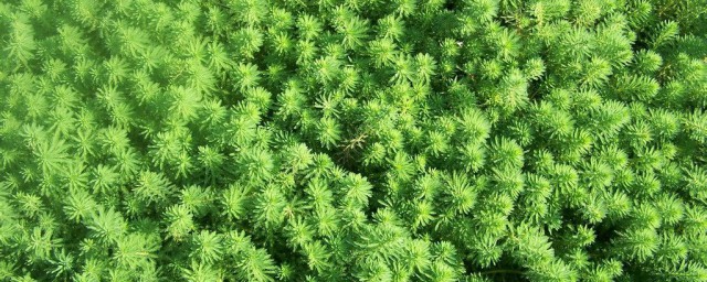 狐尾藻精确种植技巧 狐尾藻怎样种植