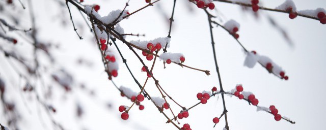 小雪是什么节气 小雪的介绍